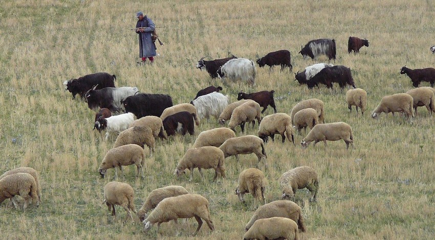 Tunceli'de 200'den fazla koyununu otlatan çobanın karşısına doğada bir anda çıktılar. Çoban tam 1 adım attıktan sonra resmen korkunç olay oldu
