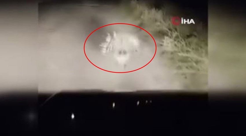 Elazığ'da 1 tanesi sürücünün önüne gece karanlığında çıkıp yine karanlığa daldı. 1 tane yaratığı resmen karşısında gördü ama normalde Doğu Afrika'da yaşıyor