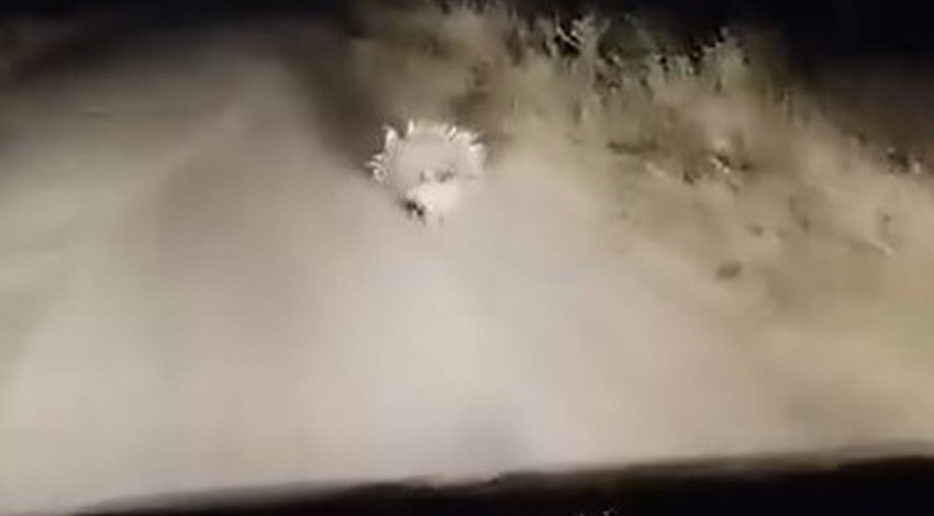 Denizli'de doğada 1 tanesi ortaya çıktı. 1 tanesini gören vatandaşlar resmen şaştı kaldı normalde Tanzanya'da yaşıyor