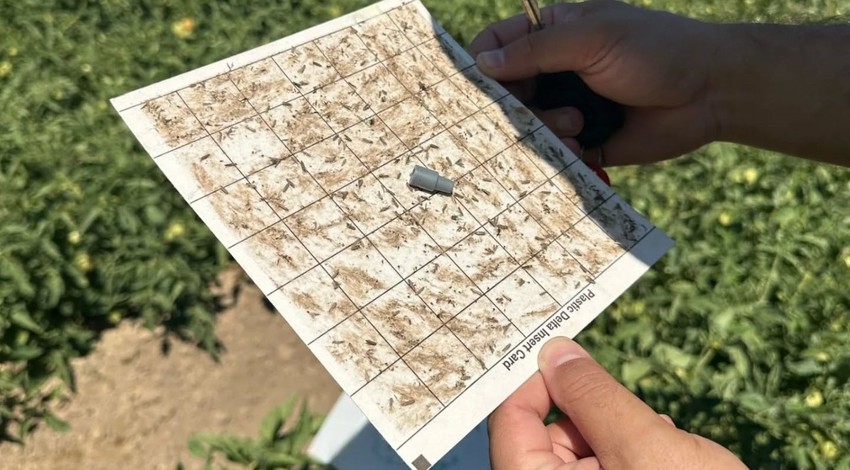 Edremit’te domates güvesi artışı yaşandı. Üreticilere acil ilaçlama çağrısı yapıldı