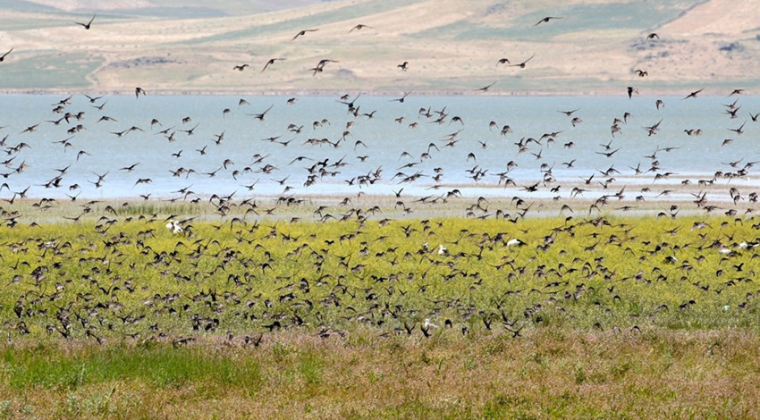 Muş'tan 1000'lercesi akın akın Türkiye'ye giriş yaptı... Muş'tan çıkıp Afrika'ya doğru hep birlikte hücum edecekler