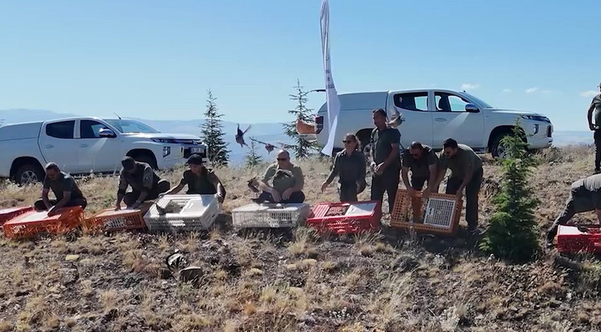 Kırıkkale'de 500 tanesi birer birer doğaya salındı... 500 tanesi yakın bir zamanda her tarafa dağılıp Marmara'yı bile koruyacak