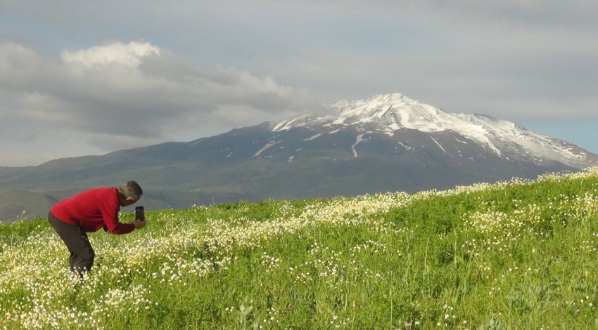Süphan Dağı eteklerinde büyüleyen beyaz papatyalar ziyaretçi akınına uğradı