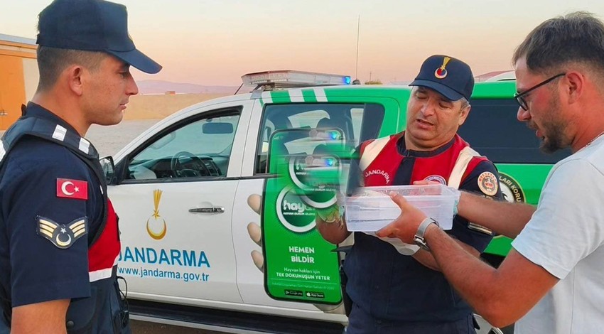 Yozgat’ta doğada 1 kişi bile ona yaklaşamazdı... Jandarma ekipleri devriye sırasında yırtıcı hayvanı korkunç halde gördü