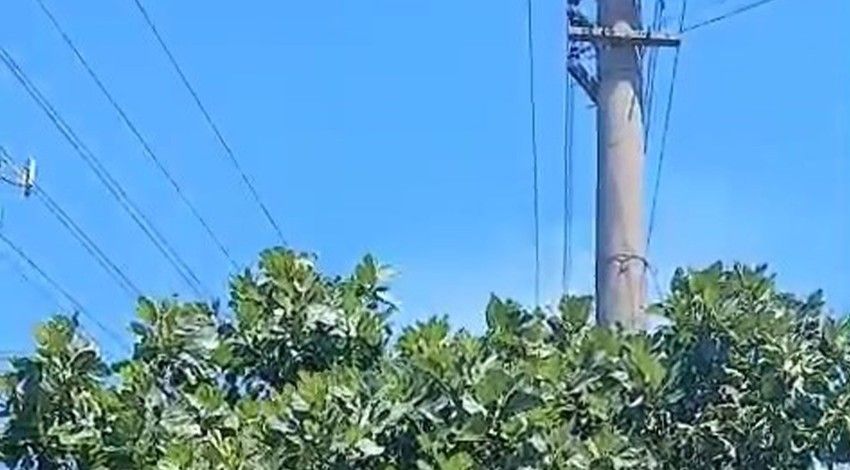 Zonguldak'ta korkunç olay. Elektrik direğine konan 1 hayvan kömür oldu