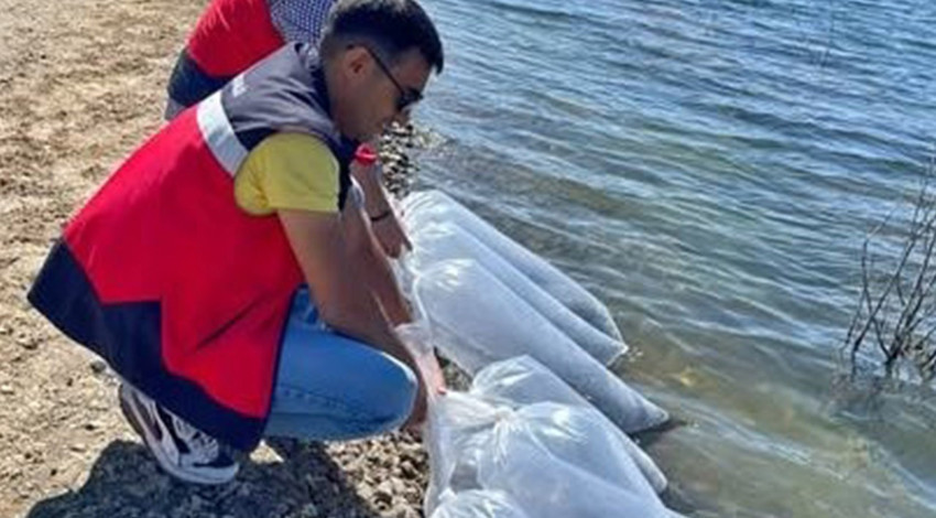 Kütahya’da 118.000 tanesi doğayla buluşturuldu. Saniyeler içerisinde her yerdeydiler