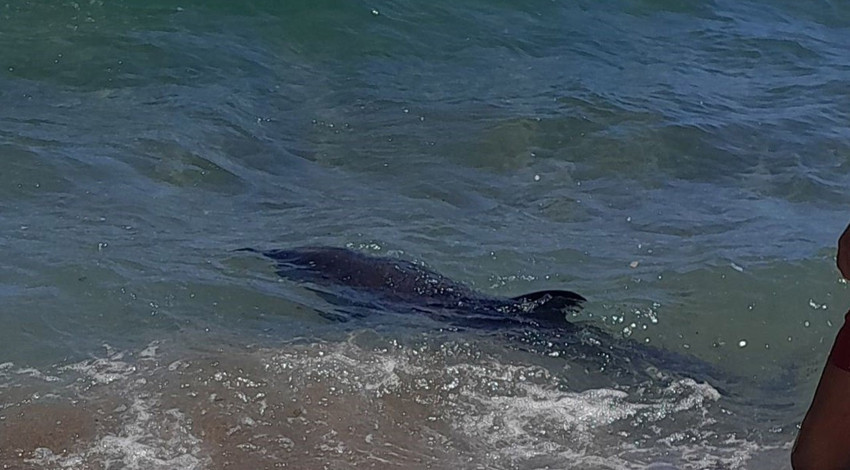 Mersin Silifke’de kıyıya vuran yaralı yunus tatilciler tarafından kurtarıldı