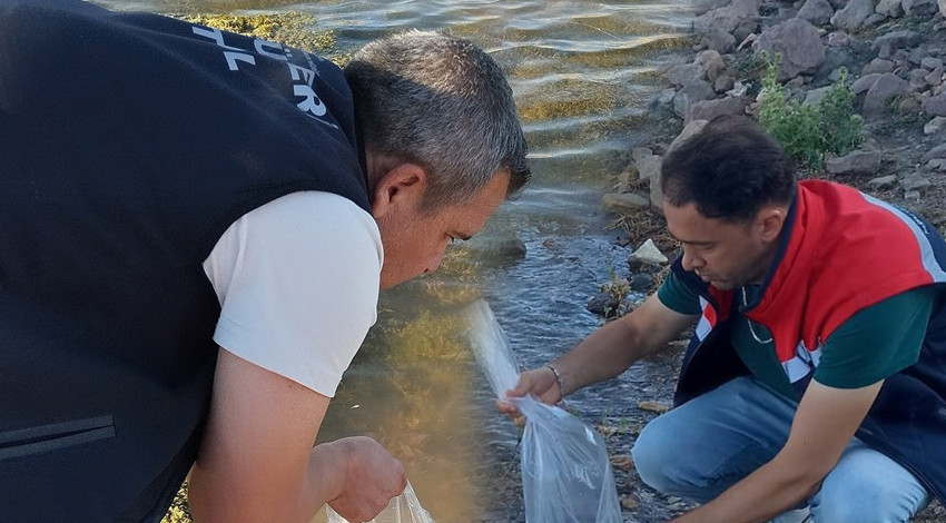 Konya'da 500.000 tanesi doğaya bırakıldı... Doğada her tarafa dağılmaları toplamda 1 dakikayı bulmadı