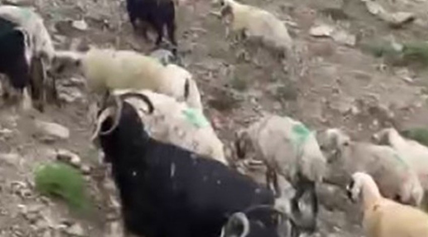 Tunceli'de temmuz ayında 100'lerce koyunun olduğu Munzur Dağı'ndaki sürpriz manzarayı fark eden vatandaş olduğu yerde durdu kaldı
