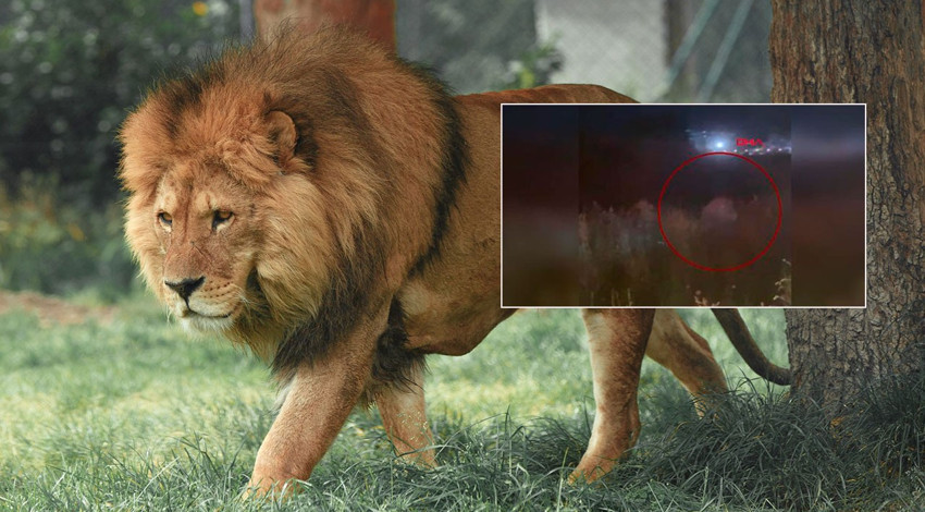 Antalya’da aslan alarmı! Hayvan parkından kaçtı! 1 vatandaşa saldırdı! Aslanla boğuşan adam o anları anlattı