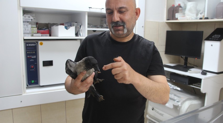 Veteriner hekimin tedavi ettiği karga, özgürlüğüne kavuştu