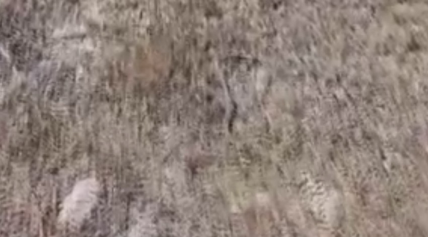 Kütahya'da bir restoranda ortaya çıkan hayvan paniğe neden oldu. 2 metre uzunluğuyla görenlerin eli ayağına dolandı