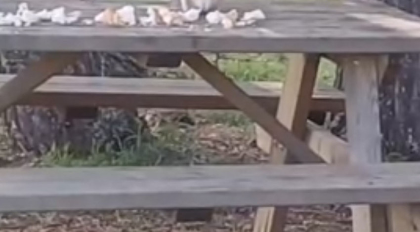 Piknik yapan ailenin sofrasına sürpriz konuk… O anlar yüzleri güldürdü