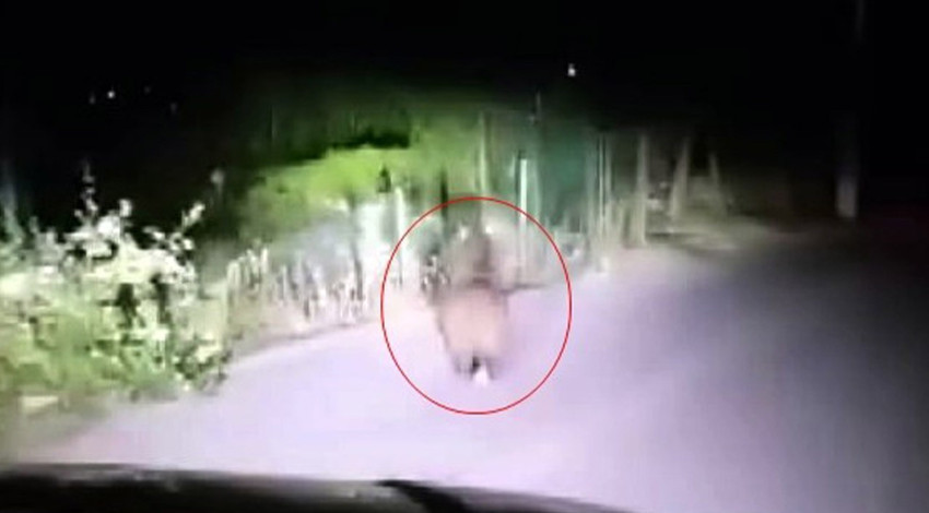 Sapanca’da yola inen minik yavru ayı panikle araçların önüne çıktı. Bir süre sonra kayboldu