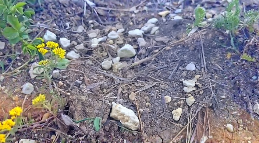 Erzincan'da sürüsünü otlatan çoban sürünün ortasında bir anda onu gördü. Ne yapacağını şaşırdı