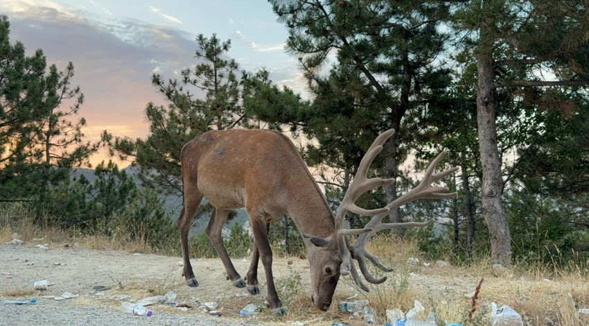 Afyonkarahisar’da karayolu kenarında görülen geyik 3 haftadır aynı bölgede dolaşıyor