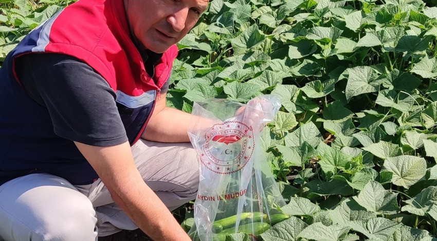 Aydın Didim’de salatalıklarda hasat öncesi pestisit kontrolü yapıldı