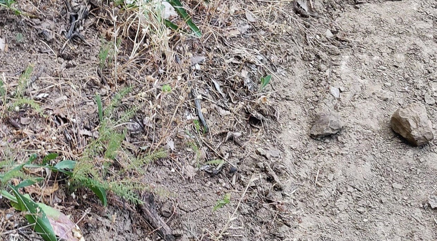 Tunceli’de yaban hayatının acı kanunu bir vatandaş tarafından anbean kayda alındı. Görenlerin yüreği sızladı