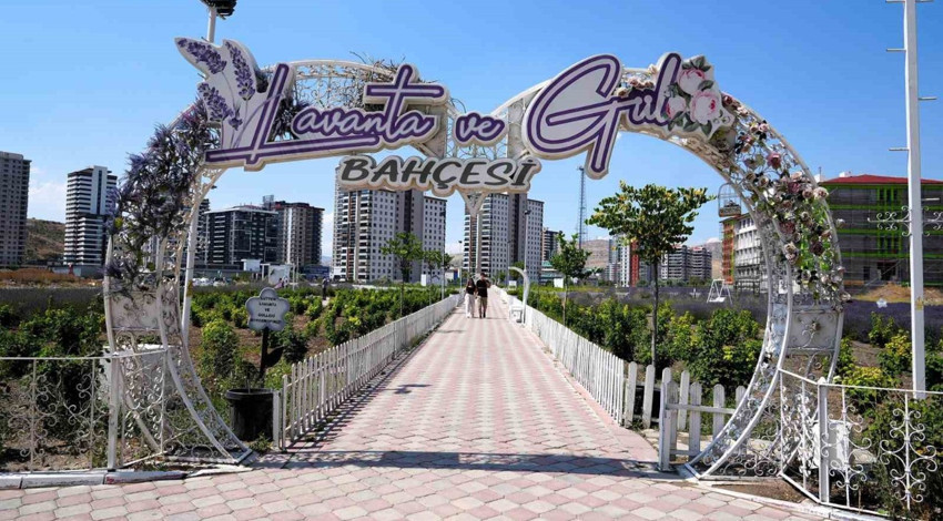 Keçiören Lavanta ve Gül Bahçesi doğa ve fotoğraf tutkunlarının uğrak noktası oldu
