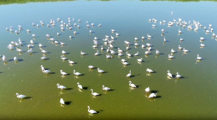 Afyonkarahisar’da kuraklık Eber Gölü’nü yuttu: Sular çekildi, flamingolar bataklığa kondu!