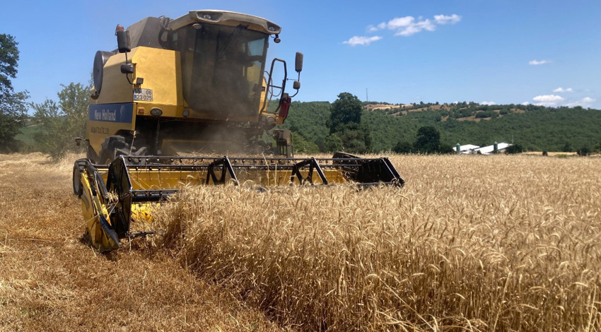 Samsun’un Kavak ilçesinde buğday tarlalarında hasat heyecanı başladı: Rekolte üreticiyi sevindirdi