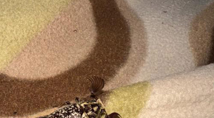 Batman’da bir evde ortaya çıktı! Dünyada nadir rastlanıyor, güzelliğiyle görenleri büyüledi