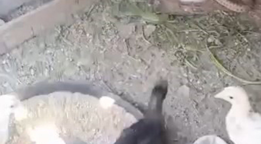 Kümesin içindeki karmaşa bir cana mal oldu. O anlar kameralara yansıdı, o hayvan hızla uzaklaştı