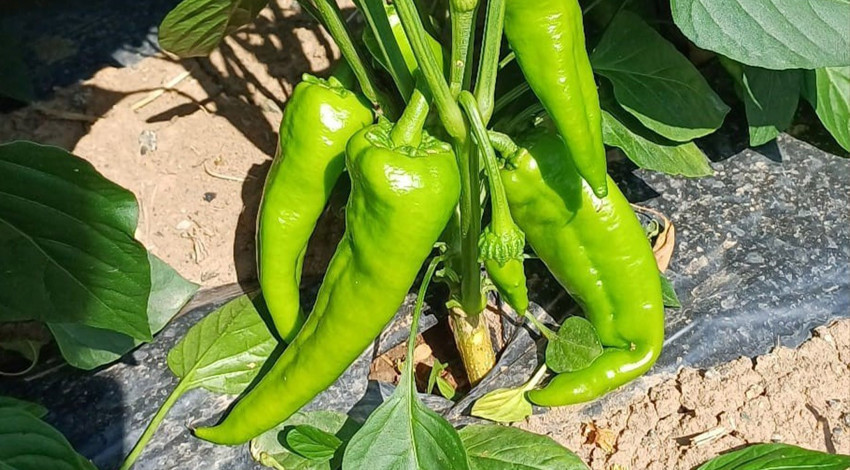 Erzincan’da TAKE Projesi kapsamında ekilen kapya biberlerde saha kontrolleri gerçekleştirildi