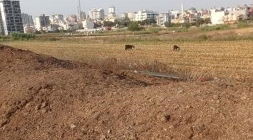 Adana’da kanala dökülen tavuk pisliği mahalleyi yaşanmaz hale getirdi