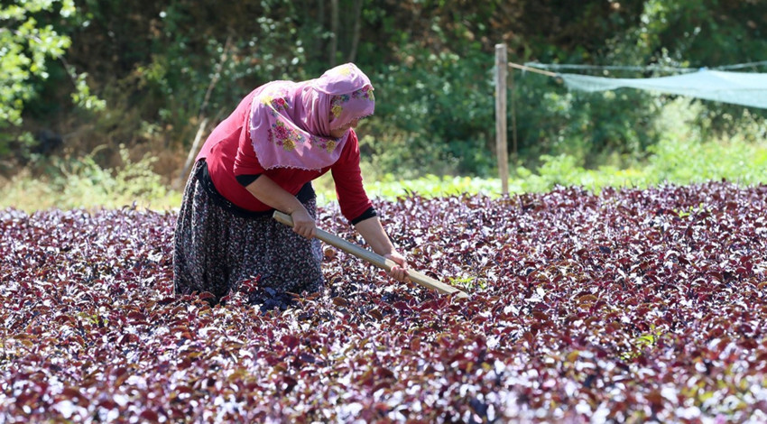 Malatya Arapgir’de coğrafi tescilli mor reyhan 100 tona yakın rekolteyle ilçe ekonomisine katkı sağlıyor