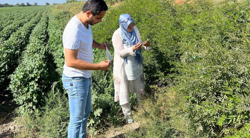 Aydın Söke’de tarım arazilerinde tuzaklar kontrol edildi, üreticilere uyarı yapıldı