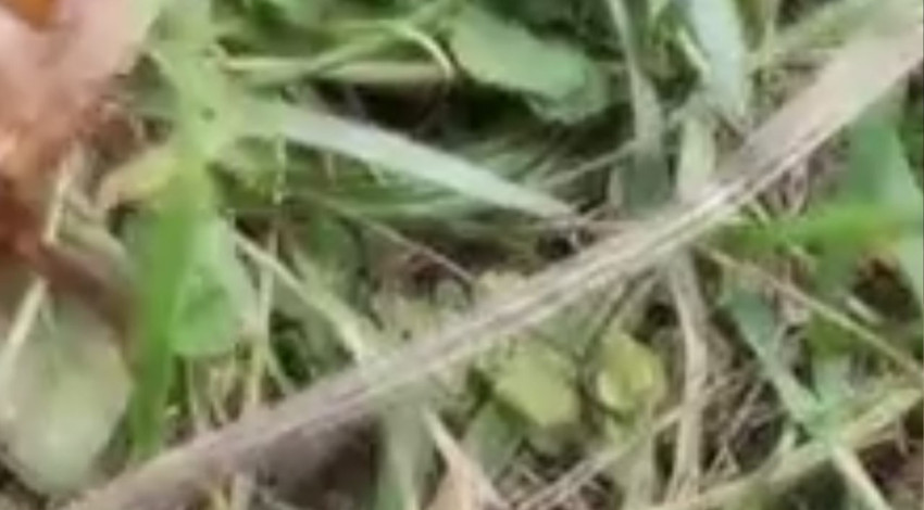 Trabzon’da yürüyüşe çıktı, yaylada önüne çıkan varlığı anlayamayınca sosyal medyada sordu