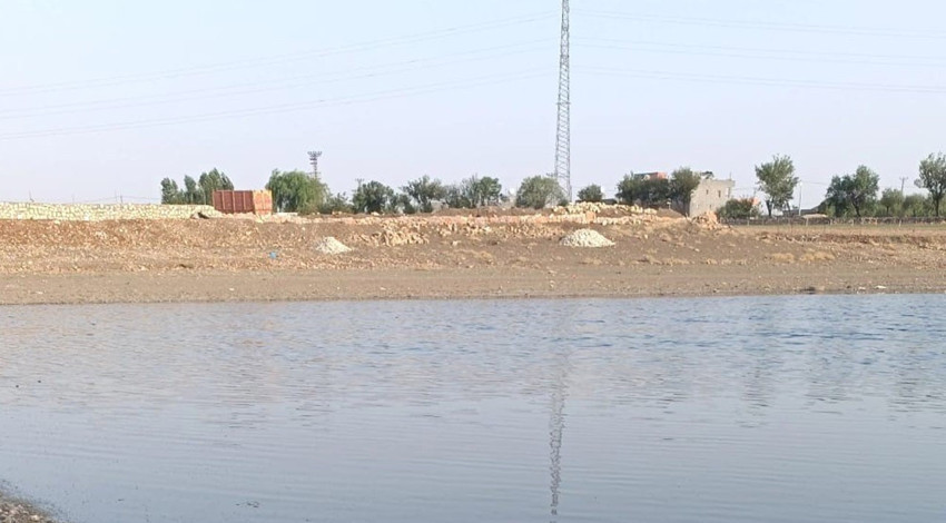 Mardin’de gölet kuruyunca kıyıya binlercesi vurdu, görüntüler endişe yarattı