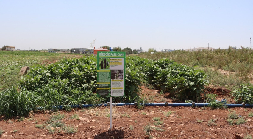 Şanlıurfa'da ata tohumlarıyla üretilen yerel sebzelerin hasadı tamamlandı