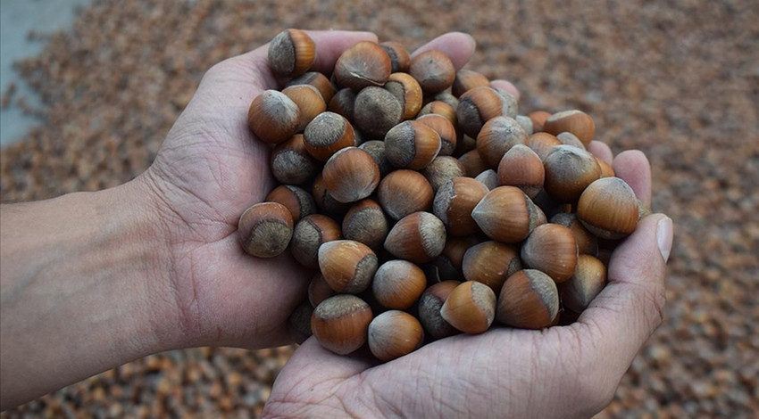 2025 fındık alım fiyatları belli oldu