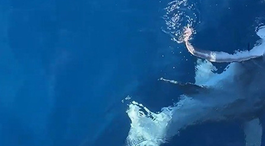 Gökçeada açıklarında dev gölge yaklaştı… 6 metrelik canlı oltaya takıldı, sonra serbest bırakıldı