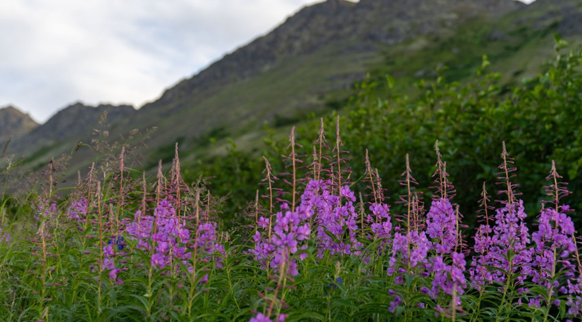 Alaska’da yazın sonunu müjdeleyen çiçek açtı, doğa mora boyandı