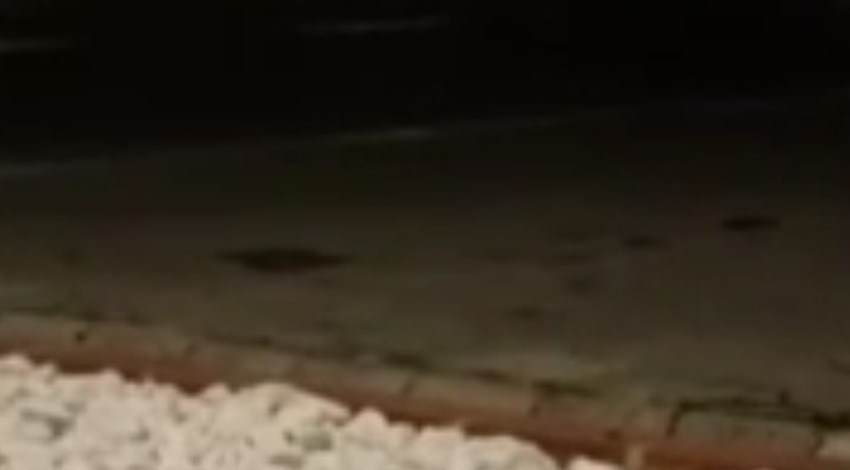 Karabük’te gece yarısı kampüste belirdi, uzatılan yiyeceği alıp ortadan kayboldu