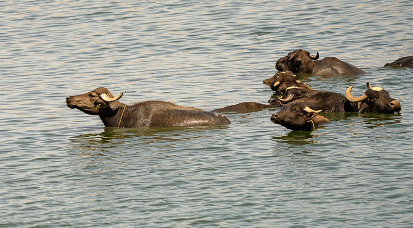 Diyarbakır’da aşırı sıcakta manda ve sığırlar göle girerek serinledi