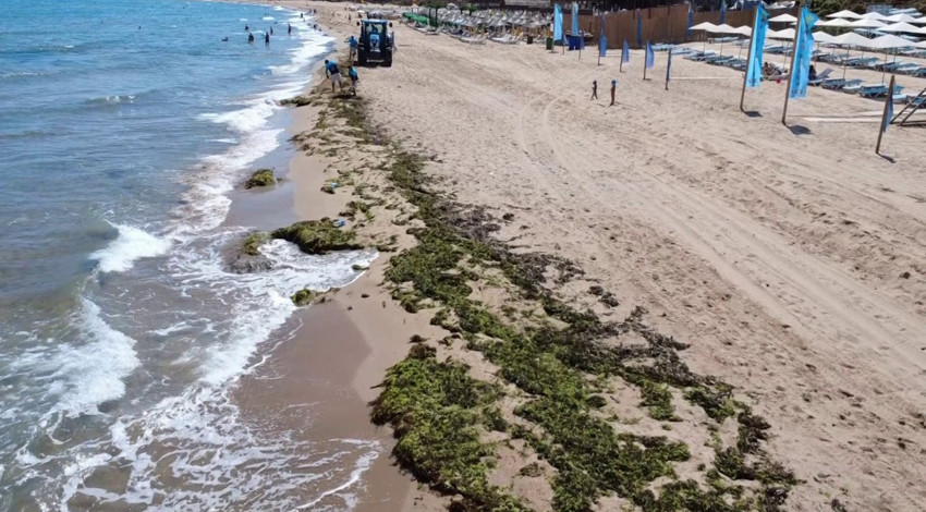İstanbul Şile’de kuvvetli rüzgarın ardından yosunlar kıyıya vurdu, sahil ekiplerce temizlendi