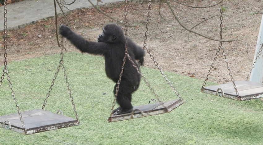 Türkiye gündemine oturmuştu: Yavru goril Zeytin hakkında yeni karar