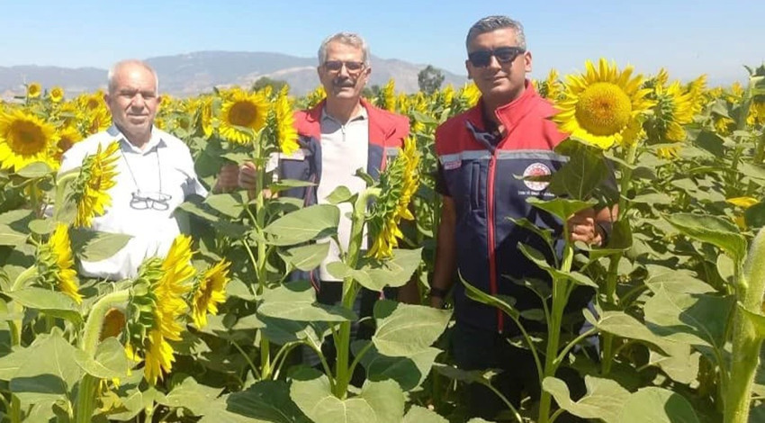 Aydın’da pamuk yerine alternatif ürün olan ayçiçeğinde 95 bin dekarı aşkın alanda hasat yapılıyor