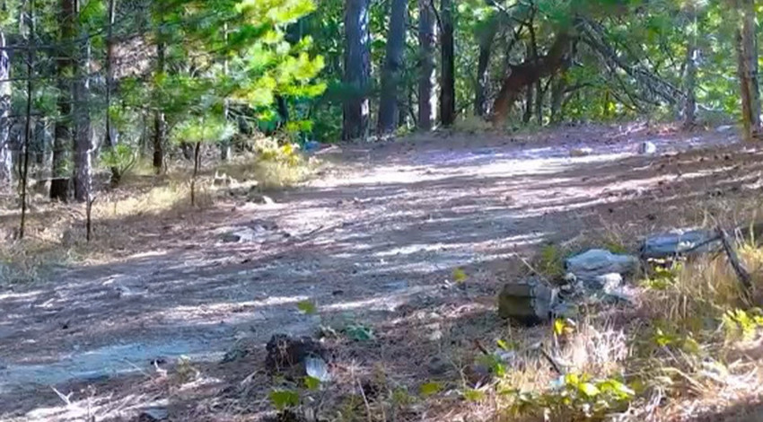 Balıkesir Kazdağları’nda ormanlık alanda belirdi, zarifliğiyle dikkat çekti