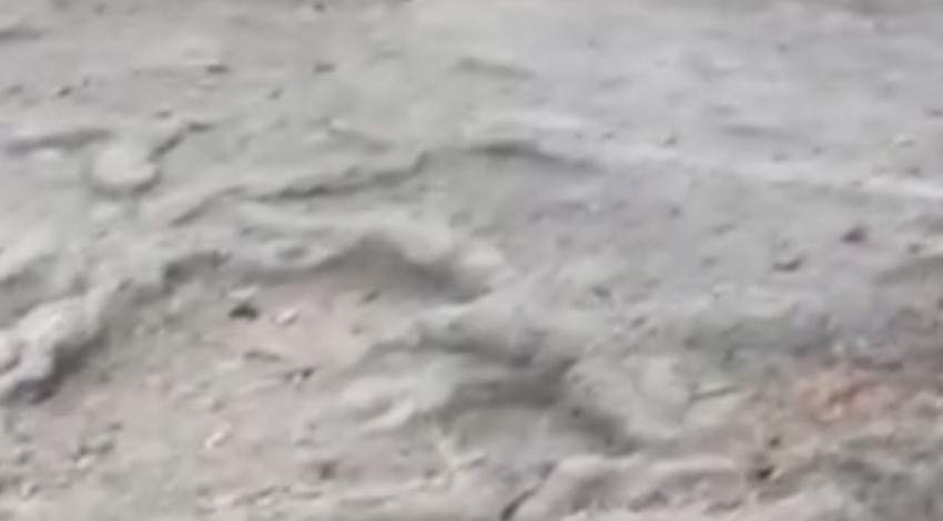 Bolu'da piknik yapanların yanına gelen sevimli canlı ellerden yiyecek aldı