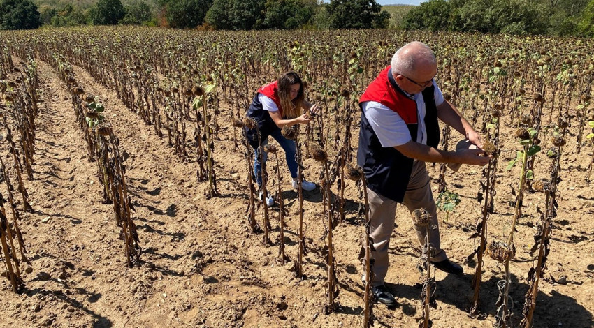 Kırklareli’de ayçiçeği üretimi kuraklıktan ağır darbe aldı, teknik ekip köy köy tespit yapıyor