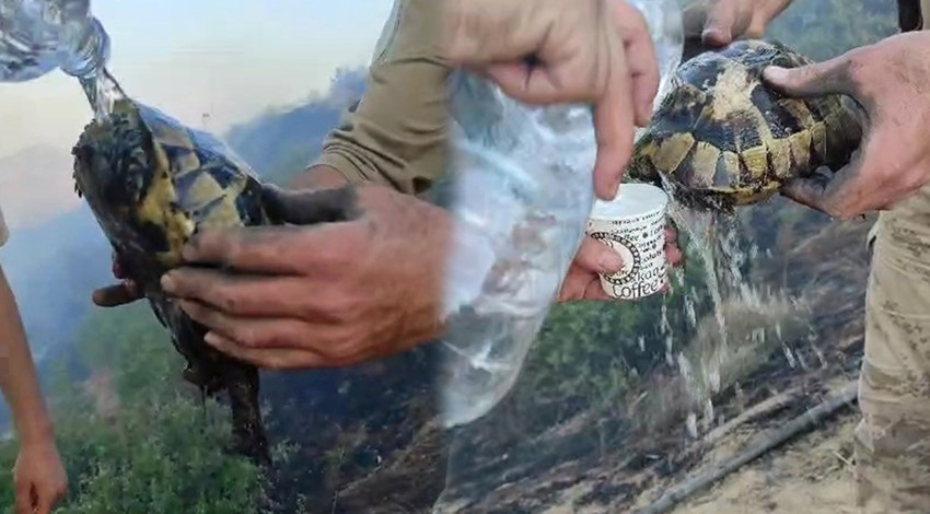 Diyarbakır-Bingöl sınırındaki orman yangınında kaplumbağa ekiplerce kurtarıldı