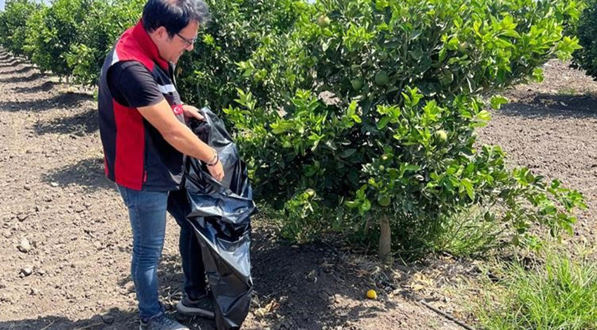 Adana’da 47.7 dereceyi bulan sıcaklıkta yanan turunçgiller Akdeniz Meyve Sineği riskine karşı toplatıldı
