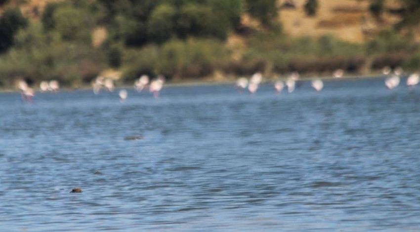 Aydın’ın Kuşadası ilçesinde EKODOSD tarafından koruma altına alınan yavru leylek ile flamingo yeniden doğaya bırakıldı