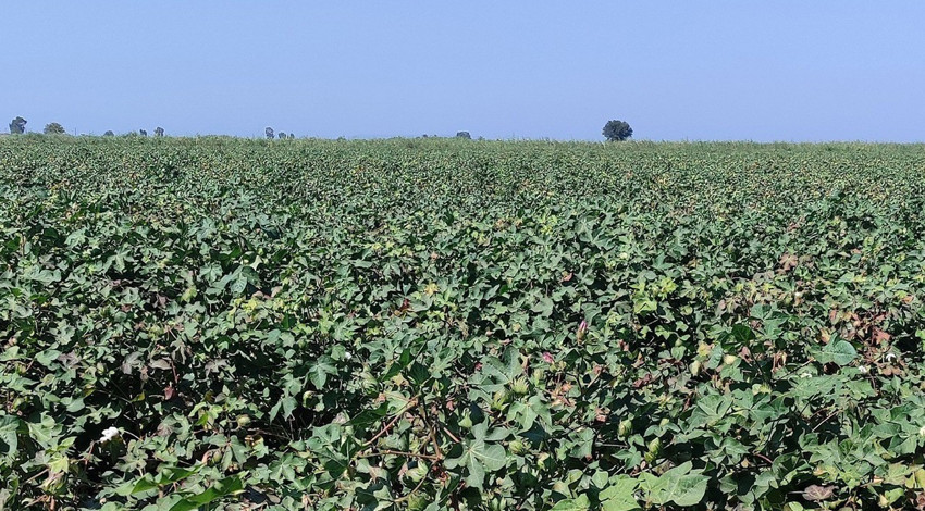 Aydın pamuk tarlalarında yapılan kontrollerde zararlı yoğunluğuna rastlanmadı