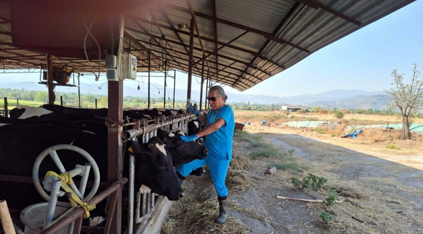 Aydın’da şap hastalığı nedeniyle 27 mahalle karantinaya alındı